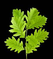 Chêne - rameau feuillé (Quercus robur)
